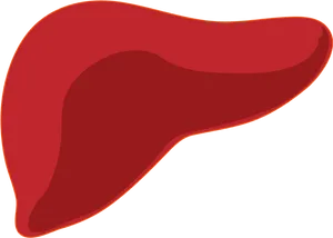 Human Liver Illustration.png PNG Image