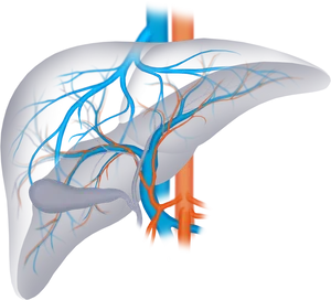 Human Liver Vascular Network PNG Image