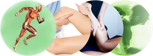 Human Muscle Anatomyand Massage Therapy PNG Image