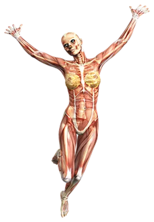 Human_ Muscular_ System_ Anatomy PNG Image