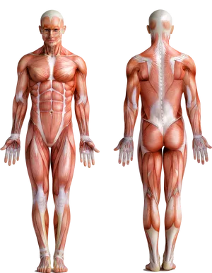 Human Muscular System Frontand Back View PNG Image