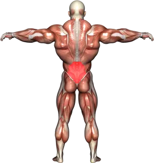 Human Muscular System Lower Back Pain PNG Image