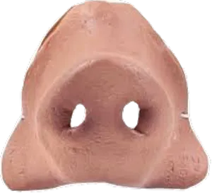 Human Nose Closeup PNG Image