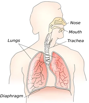 Human Respiratory System Illustration PNG