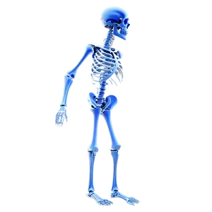 Human Skeletal System Full Body Png 06262024 PNG Image