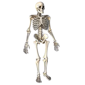 Human Skeletal System Full Body Png 06262024 PNG Image