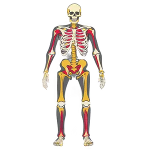 Human Skeletal System Full Body Png Gbc74 PNG Image