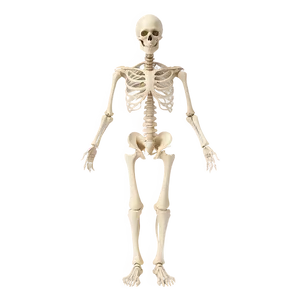 Human Skeletal System Full Body Png Ydi PNG Image