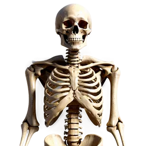 Human Skeleton A PNG Image