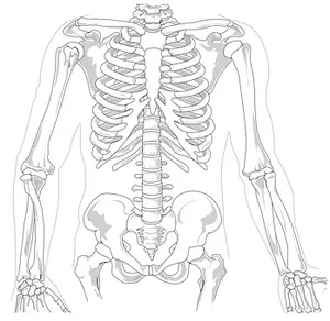 Human Skeleton Anatomy Illustration PNG Image