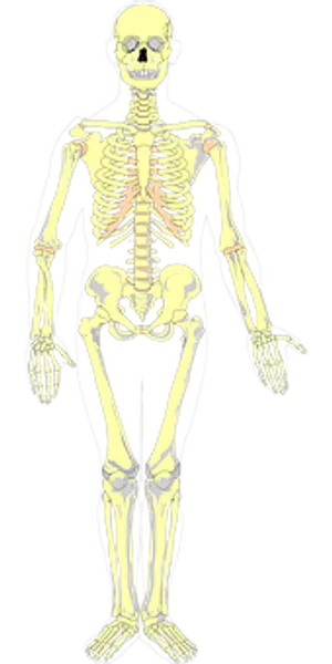 Human Skeleton Anatomy Illustration PNG Image