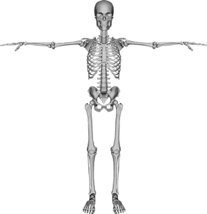 Human Skeleton Anatomy PNG Image