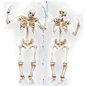 Human Skeleton Dancing Pose Png 46 PNG Image