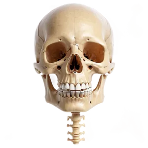 Human Skeleton For Anatomy Class Png Pyg PNG Image