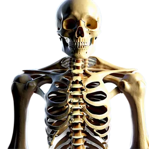 Human Skeleton For Medical Study Png 06262024 PNG Image