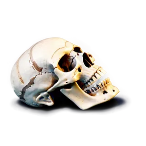 Human Skeleton For Medical Study Png Tje PNG Image