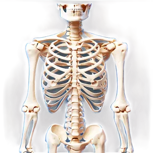 Human Skeleton Front View Png 06262024 PNG Image