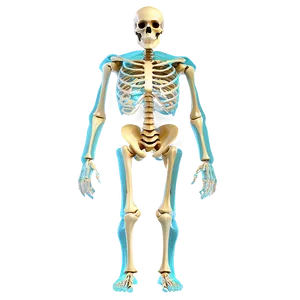 Human Skeleton Front View Png 06262024 PNG Image