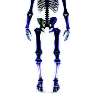 Human Skeleton Front View Png 12 PNG Image