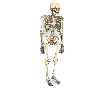 Human Skeleton Illustration Png 99 PNG Image