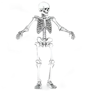 Human Skeleton In Motion Png 90 PNG Image