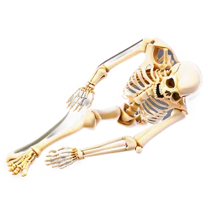 Human Skeleton In Motion Png Nej PNG Image