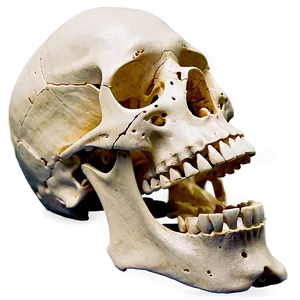 Human Skeleton Model PNG 65 PNG