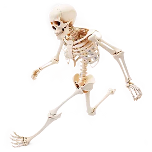 Human Skeleton Running Pose Png Hut PNG Image