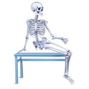 Human Skeleton Sitting Pose Png Sgc PNG Image