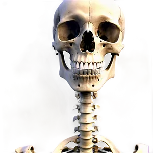 Human Skeleton With Labels Png 83 PNG Image