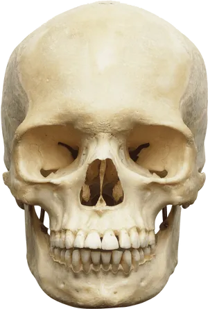 Human Skull Front View PNG Image