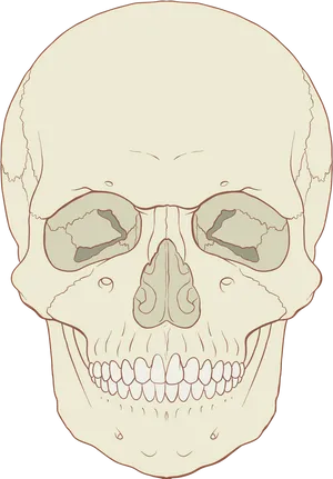 Human Skull Illustration PNG Image