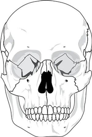 Human Skull Illustration PNG Image