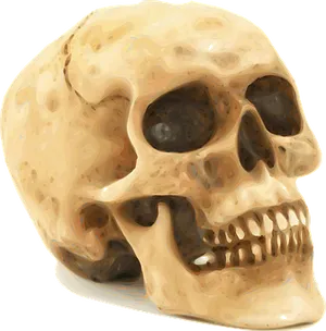 Human Skull Illustration PNG Image