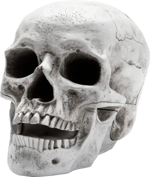 Human Skull Model Side View PNG Image