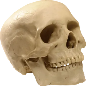 Human Skull Profile View PNG Image