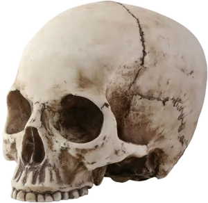 Human Skull Side View PNG Image