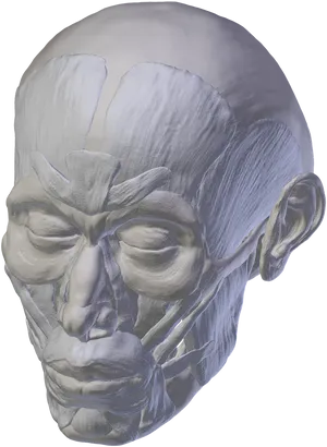 Human Skull3 D Model PNG Image