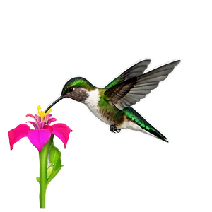 Hummingbird Hovering Png 06122024 PNG Image