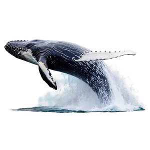 Humpback Whale Breaching Water Png Dlu72 PNG Image