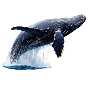 Humpback Whale Breaching Water Png Dys97 PNG Image