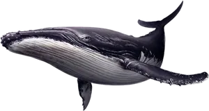 Humpback Whale Illustration PNG Image