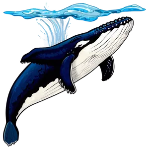 Humpback Whale Illustration Png Rtc PNG Image