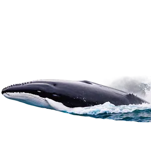 Humpback Whale In Natural Habitat Png 75 PNG Image