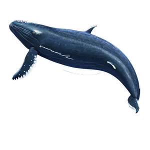 Humpback Whale Migration Route Png 24 PNG Image