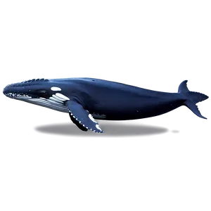 Humpback Whale Pod Family Png Ngp75 PNG Image