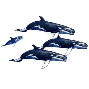 Humpback Whale Pod Family Png Qlb PNG Image