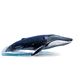 Humpback Whale Vocalization Diagram Png 79 PNG Image