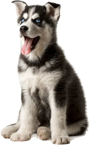 Husky Puppy With Blue Eyes PNG Image