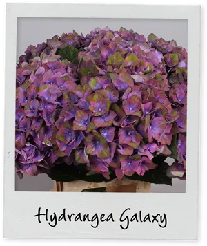 Hydrangea Galaxy Floral Display PNG Image